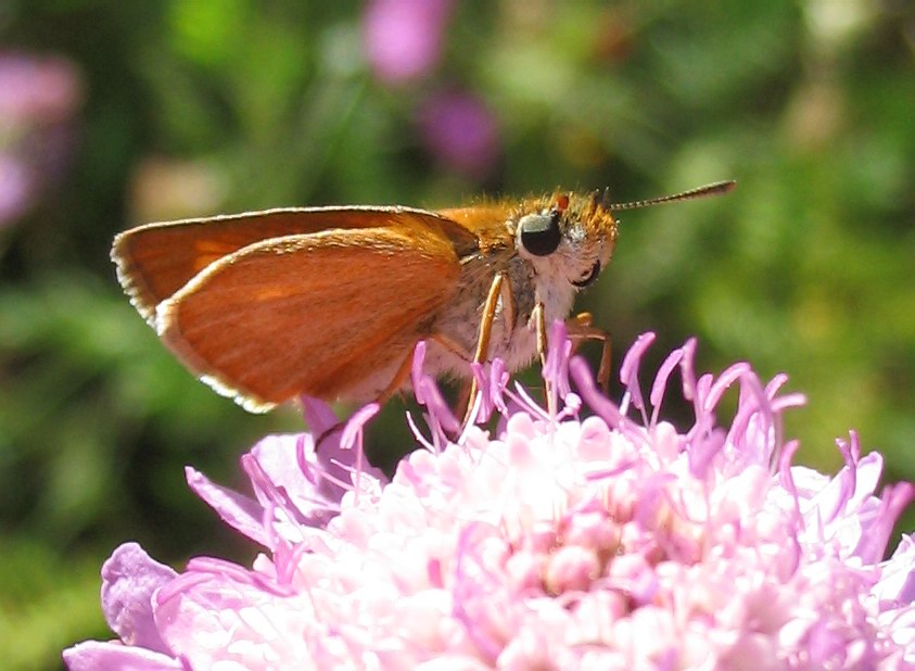 Hesperiidae: tutti Tymelicon acteon?